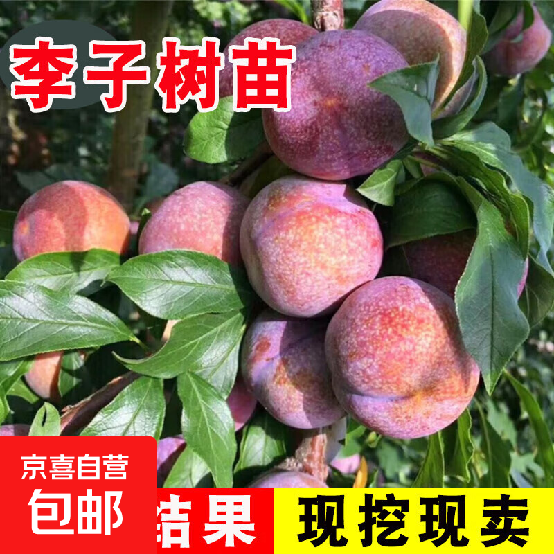 特大晚熟脱骨青脆李子果树苗南北方种三华李树苗 芙蓉李5年苗