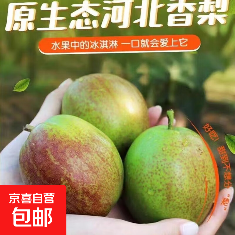 正宗河北香梨特级新鲜水果梨子当季脆甜多汁新6活动专项 带箱2斤单果115+
