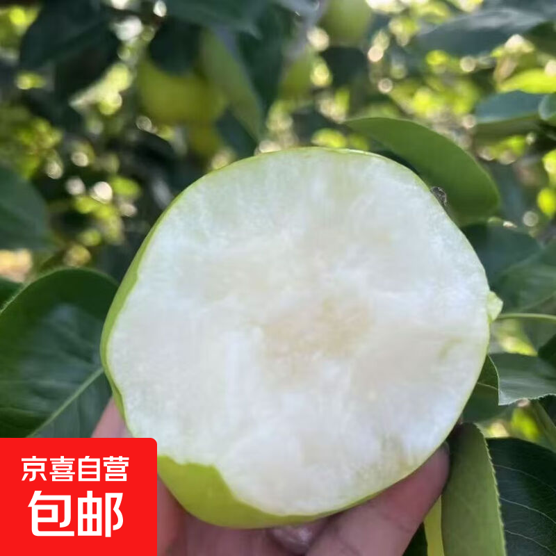 京喜加皇冠梨青梨当季新鲜水果特产香甜脆现摘梨子青皮玺阳新13 带箱2斤