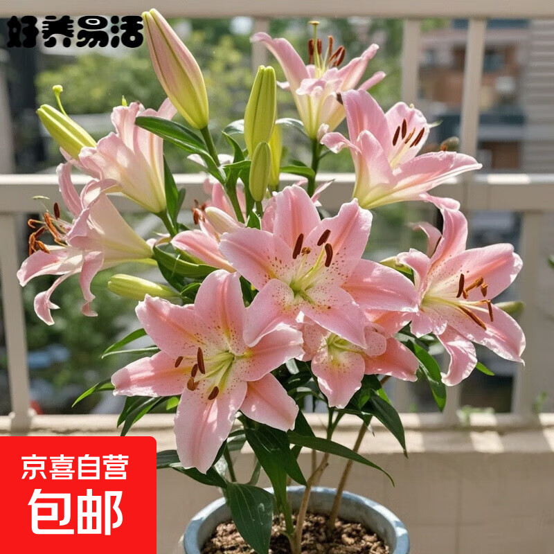 香水百合花种球带盆栽好特大矮化重瓣多季种植进口室内外耐寒植物 粉色（百合种球）带牙发货 1个球+（肥）