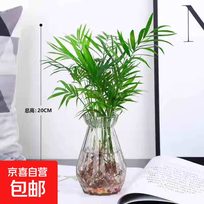 水培袖珍椰子室内绿植凤尾竹懒人盆栽耐阴四季常青办公室面摆件 【居家新宠】20-25厘米+白钻玻璃