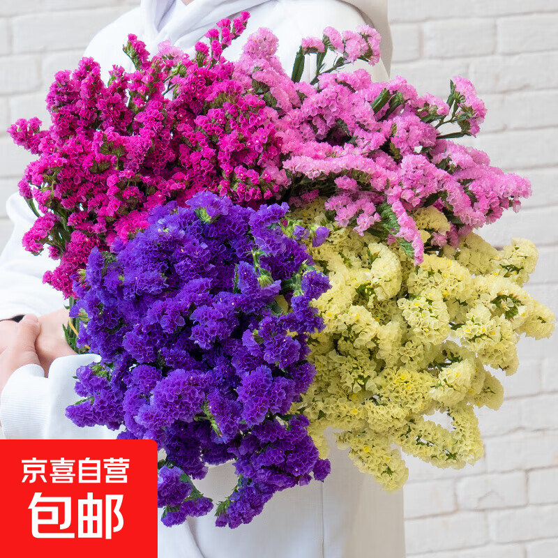 勿忘我半干花材云南直发鲜花批发花束搭配可做38女神妇女节礼物 随机混色勿忘我500g