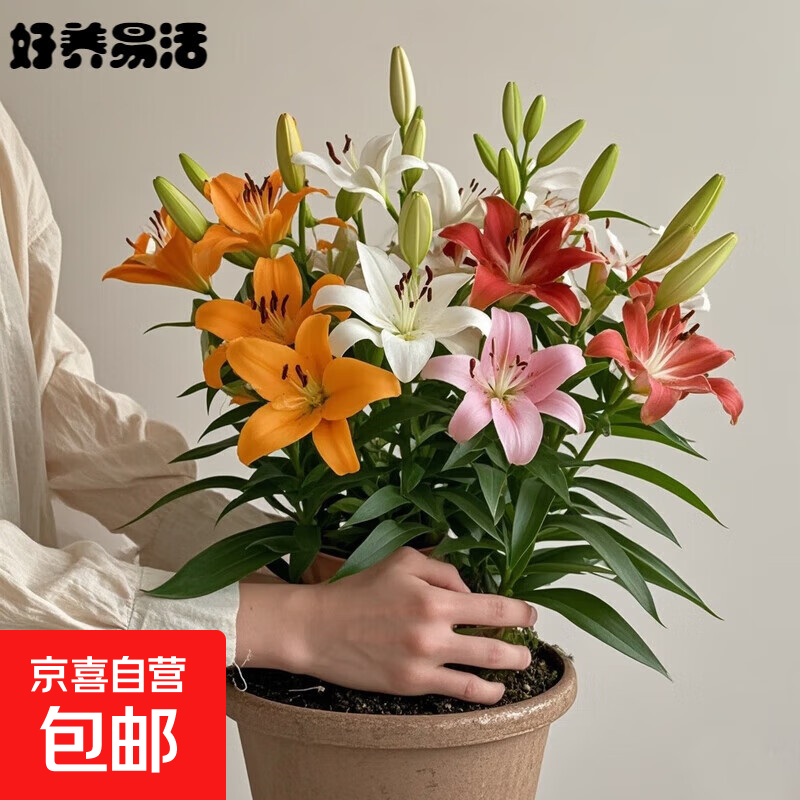 香水百合花种球带盆栽好特大矮化重瓣多季种植进口室内外耐寒植物 混色（百合种球）带牙发货 1个球+（肥）