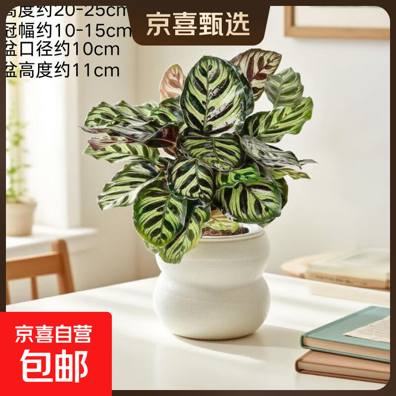 孔雀竹芋盆栽绿植室内观叶四季常青净化空气办公室懒人小盆栽植物 孔雀竹芋+双层云朵树脂盆 含盆