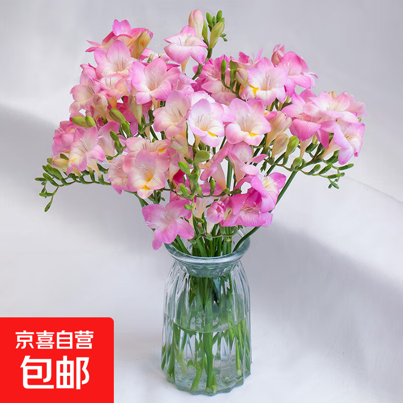 香雪兰小苍兰鲜切花云南鲜花直发幽香四溢520母亲节礼物 香雪兰随机色10枝