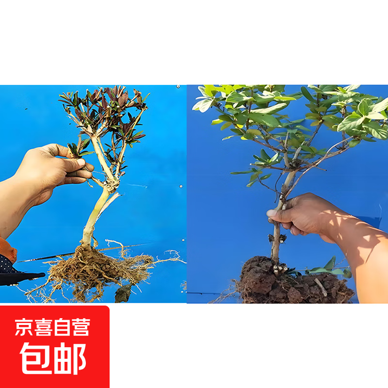 可食用金银花树苗浓香四季开花卉盆栽阳台庭院爬藤植物老桩带花苞 金银花苗3年苗2棵黄色和红色30-40cm