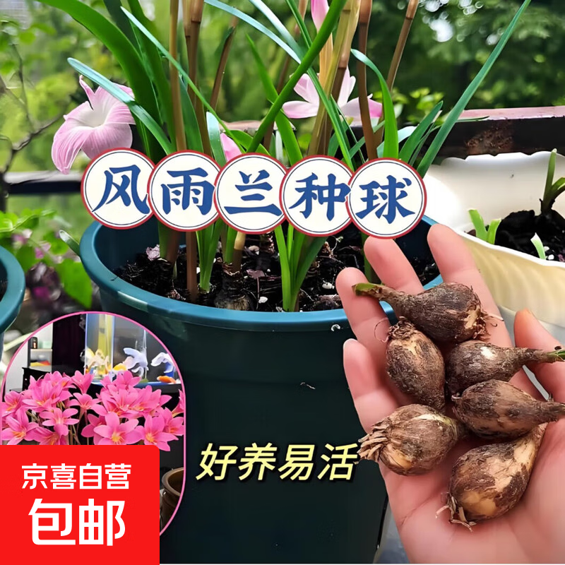风雨兰种球庭院阳台盆栽花卉植物好养易活韭兰 粉红豹20颗种球直径1