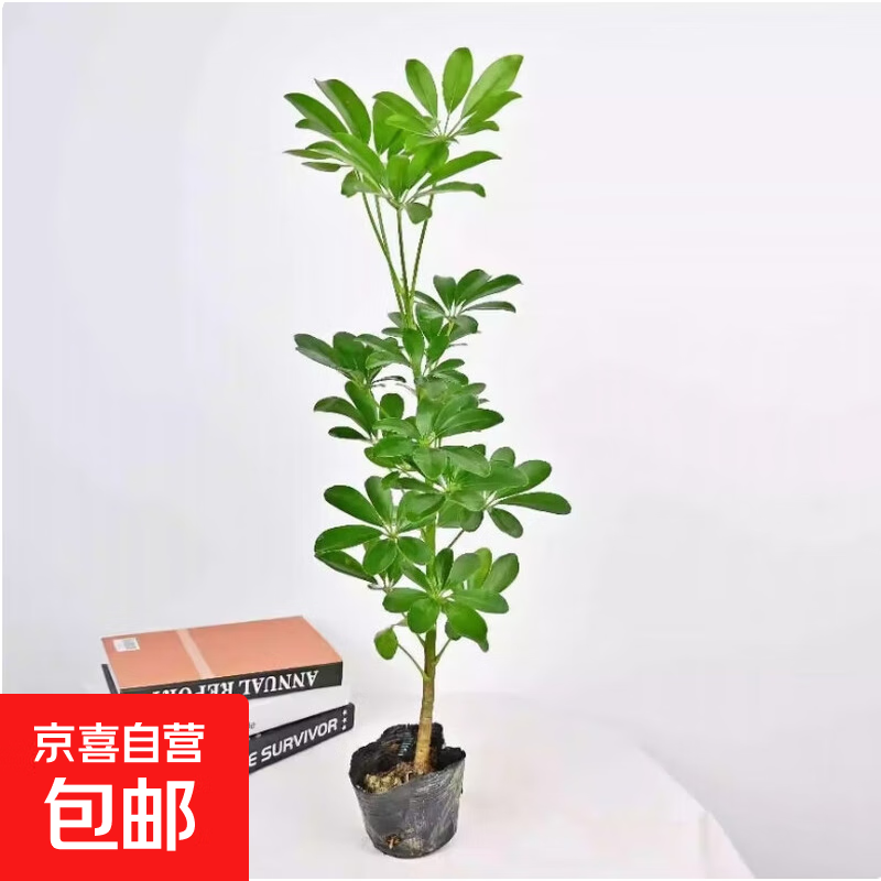 大型客厅鸭脚木盆栽办公室招财树绿植花卉八方来财鸭掌木四季常青 带袋带土总高40厘米青鸭（1棵）