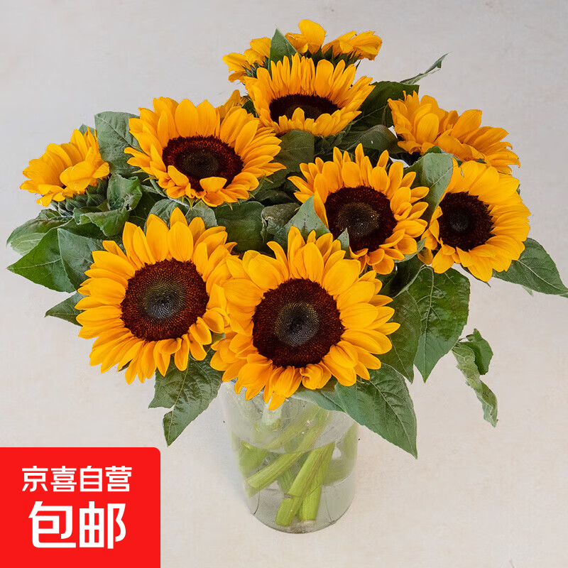 向日葵鲜花云南鲜花基地直发家用水养插花花束经典搭配 向日葵10枝 中大花 中大花向日葵