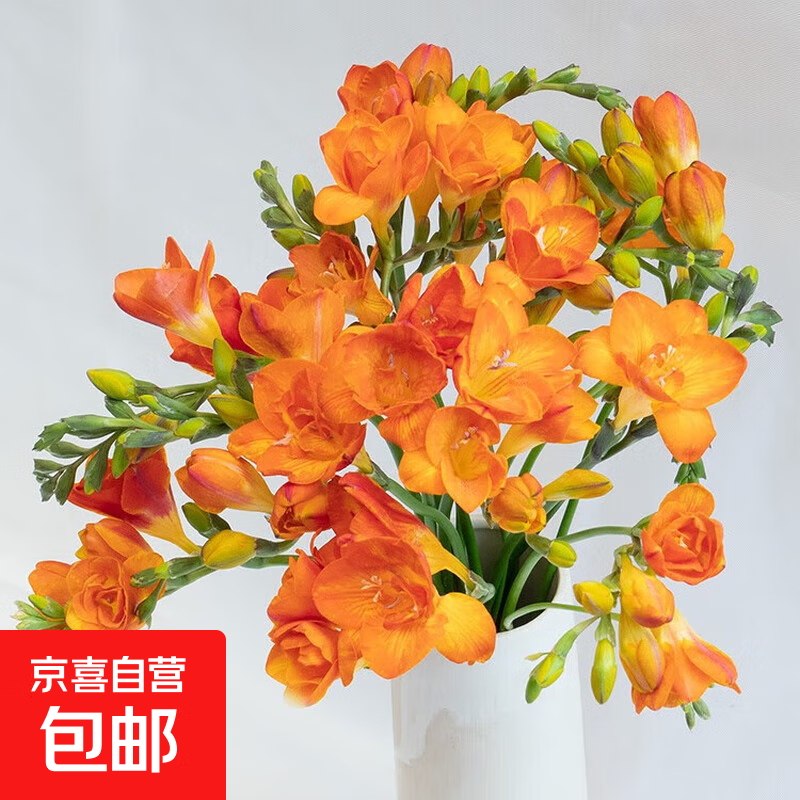 香雪兰小苍兰鲜花水养插花云南基地直发家用水养插花满屋清香 橙色香雪兰10枝