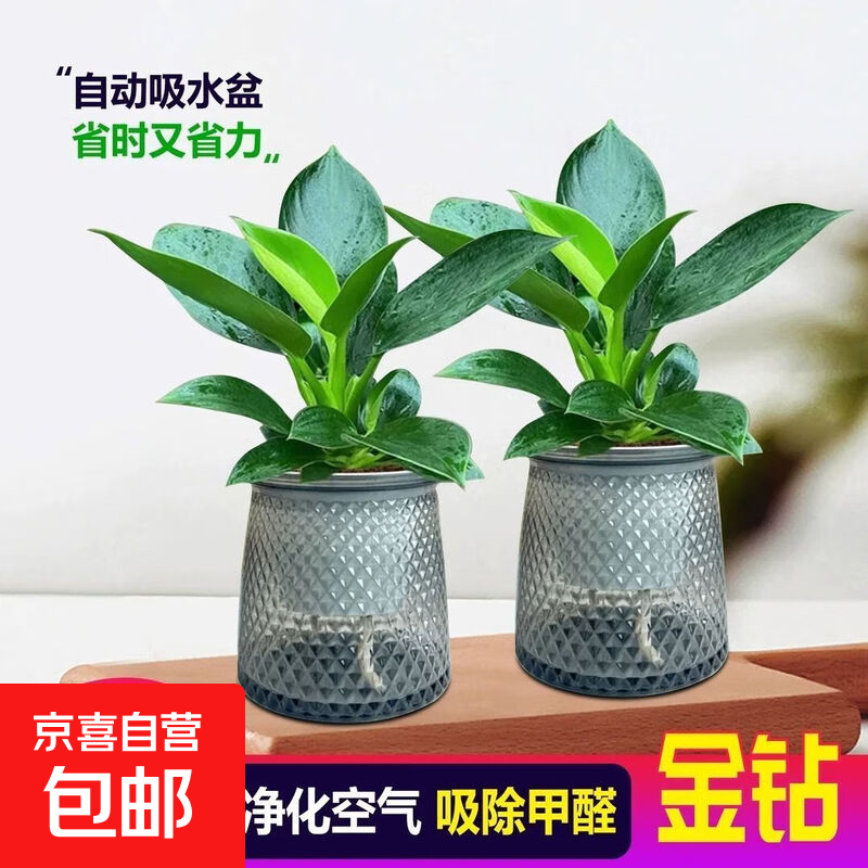 特价大叶金钻绿公主盆栽植物除甲醛绿植办公室四季常青室内摆放花 【拍一发二】金钻+灰繁星吸水盆 含盆高度15-20厘米