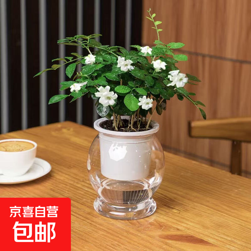 【带盆高度15-20cm】水培驱蚊九里香七叶莲盆栽室内好养驱蚊绿植 九里香+自动吸水塑料鱼缸盆【1盆】 花盆口径约为10cm