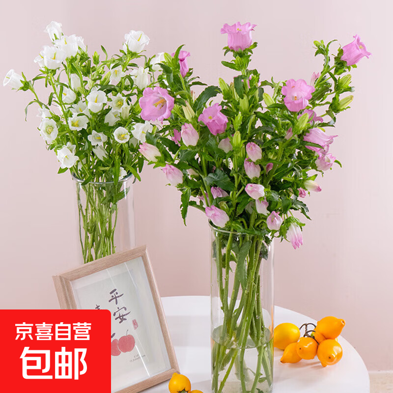 风铃草鲜花云南鲜花基地直发水养插花花束搭配仙气飘飘送女友礼物 随机色风铃1扎