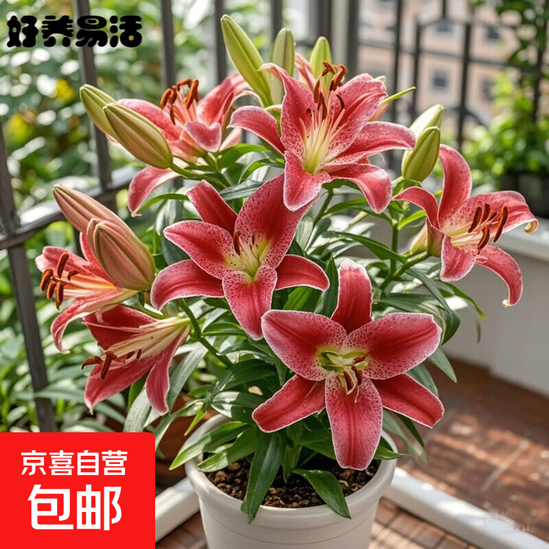 香水百合花种球带盆栽好特大矮化重瓣多季种植进口室内外耐寒植物 红色（百合种球）带牙发货 1个球+（肥）