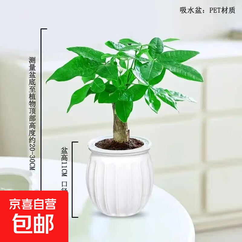 【带盆高度约15-25cm】发财树盆栽室内植物客厅办公室自吸水好养 单杆发财树+白南瓜自吸水盆 花盆直径约10cm