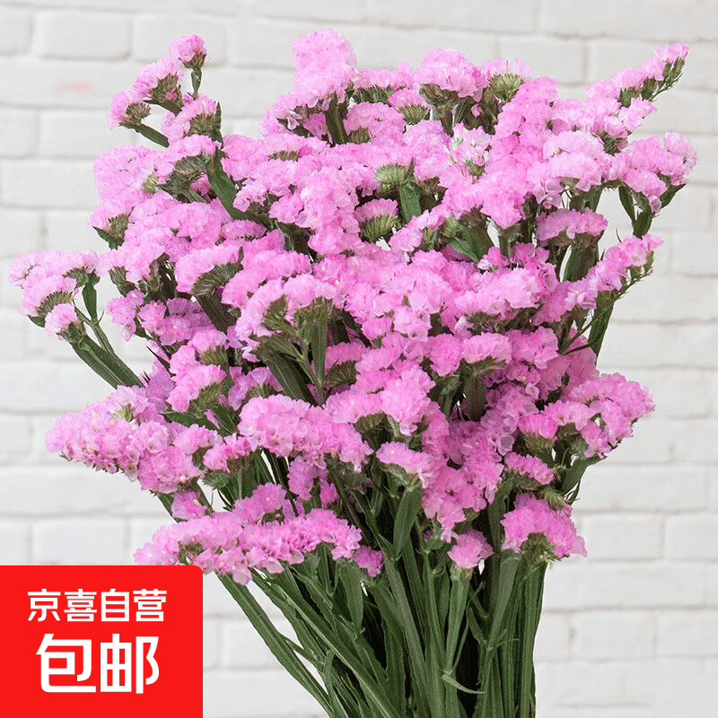 勿忘我半干花材云南直发鲜花批发花束搭配可做38女神妇女节礼物 粉色勿忘我500g