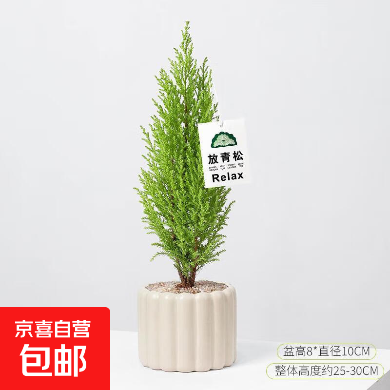 香松陶瓷盆放青松绿植盆栽阳台客厅桌面绿植清新柠檬香圣诞树花卉 中号香松+中号南瓜瓷盆+卡片