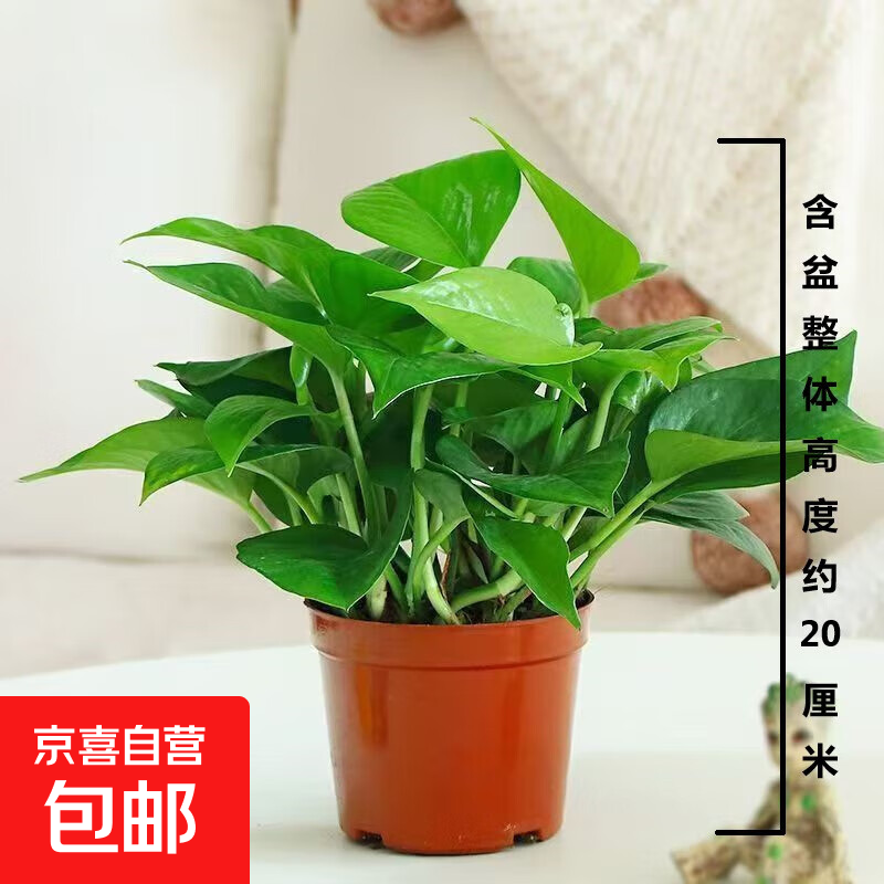 【绿萝盆栽带精致南瓜储水盆】吸甲醛净化空气水培绿植物花卉好养 【1盆】绿萝+原盆原土 整体含盆高度20-25cm