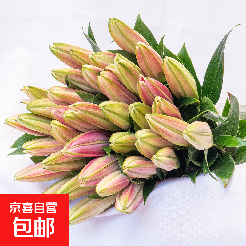 香水百合鲜花云南鲜花直发家用水养插花母亲节百合花束A 随机百合1枝双头 优质百合