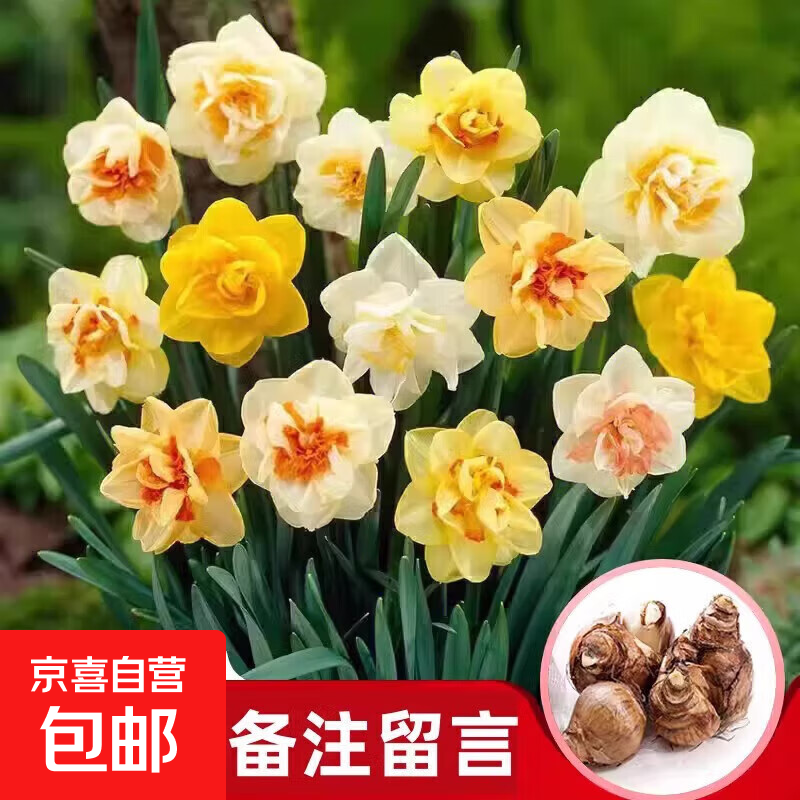 漳州水仙花大种球盆栽水养水培植物室内四季开花卉洋水仙花 漳州水仙花1球不含盆