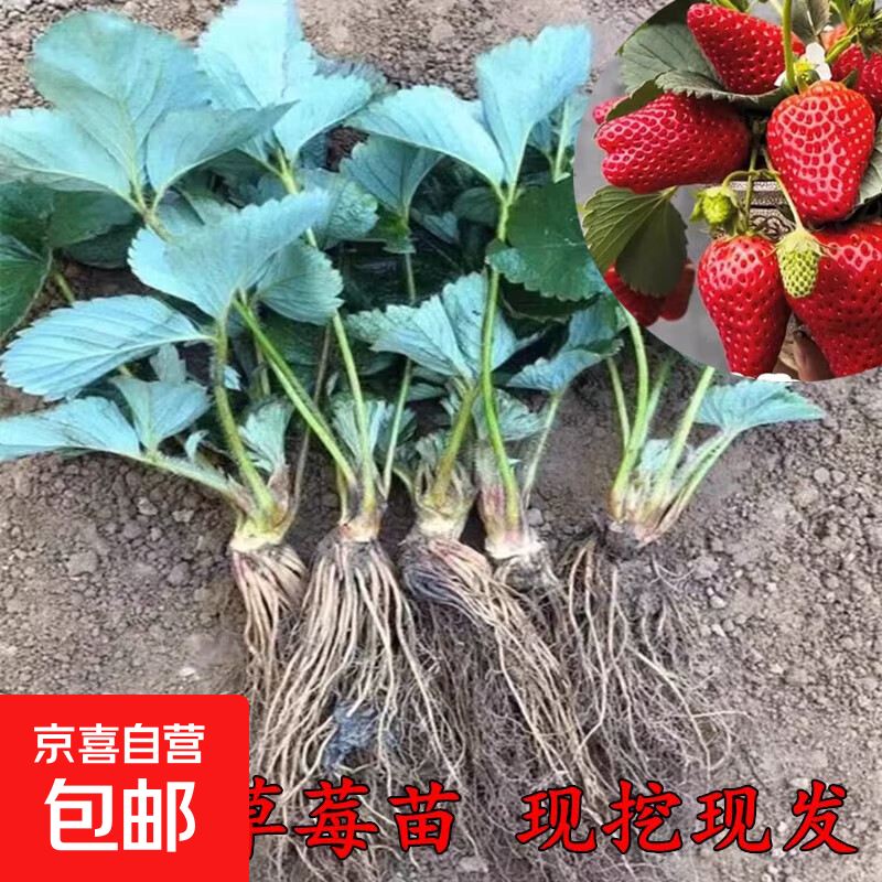 四季奶油草莓苗秧新苗阳台盆栽带土地栽南北方种植可食用当年结果 混搭10棵收藏多送2棵+肥料