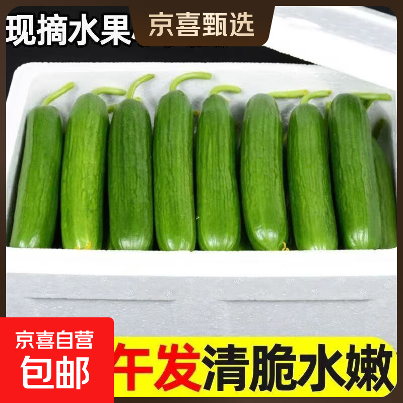 山东寿光水果黄瓜新鲜现摘脆爽生吃小黄瓜青瓜时令当季蔬菜 水果黄瓜清晨现摘 1斤