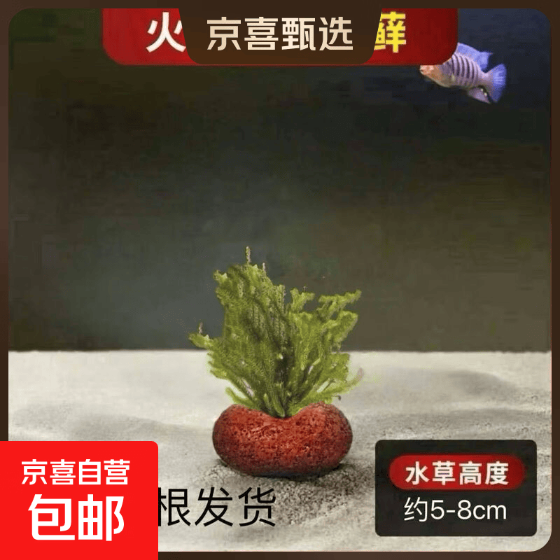 火山石水草植物鱼缸造景真草水培蜈蚣草水榕阴性绿菊净化水质套餐 鹿角蓉蛋型火山石