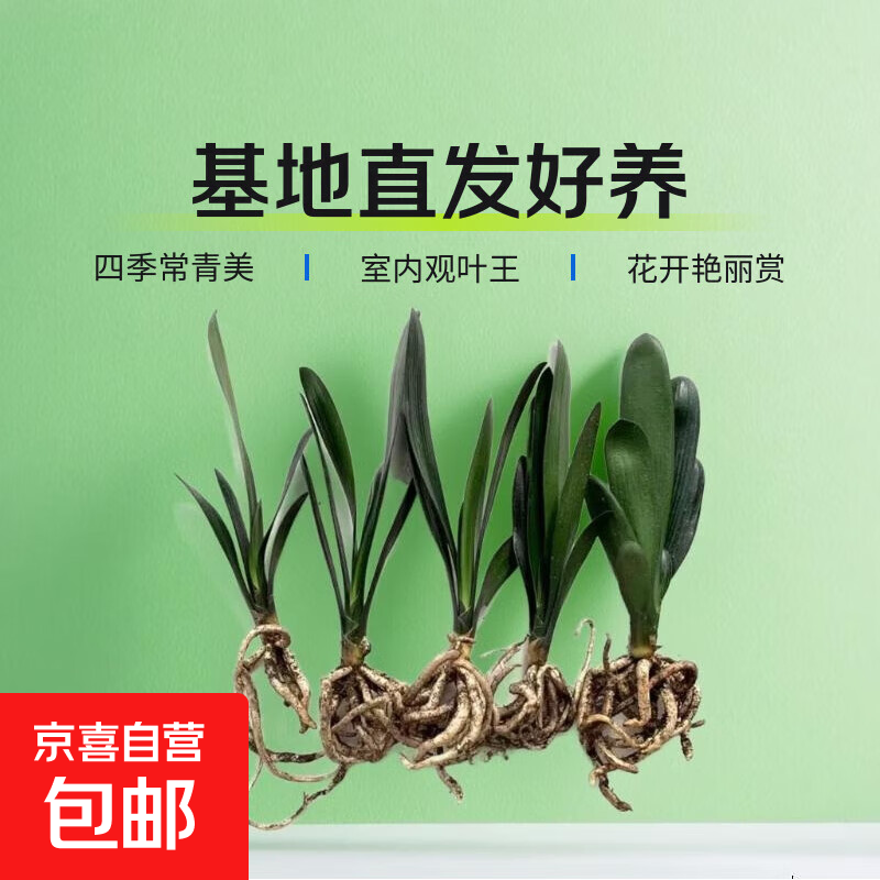 特价大盆君子兰盆栽名贵国宝级花卉苗绿植物圆头和尚室内四季好养 01：【特惠款】5-8片叶子+带土 送肥料【不含盆】