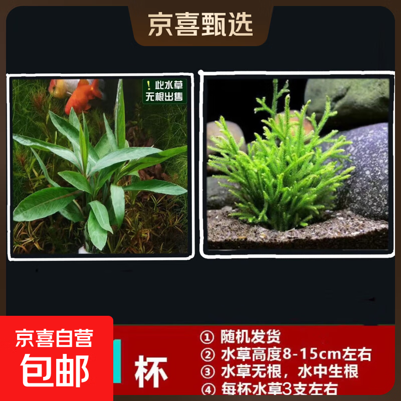 【京东物流】水草套餐 好养耐活真水草植物绿菊大叶绿九冠鱼缸 随机一杯