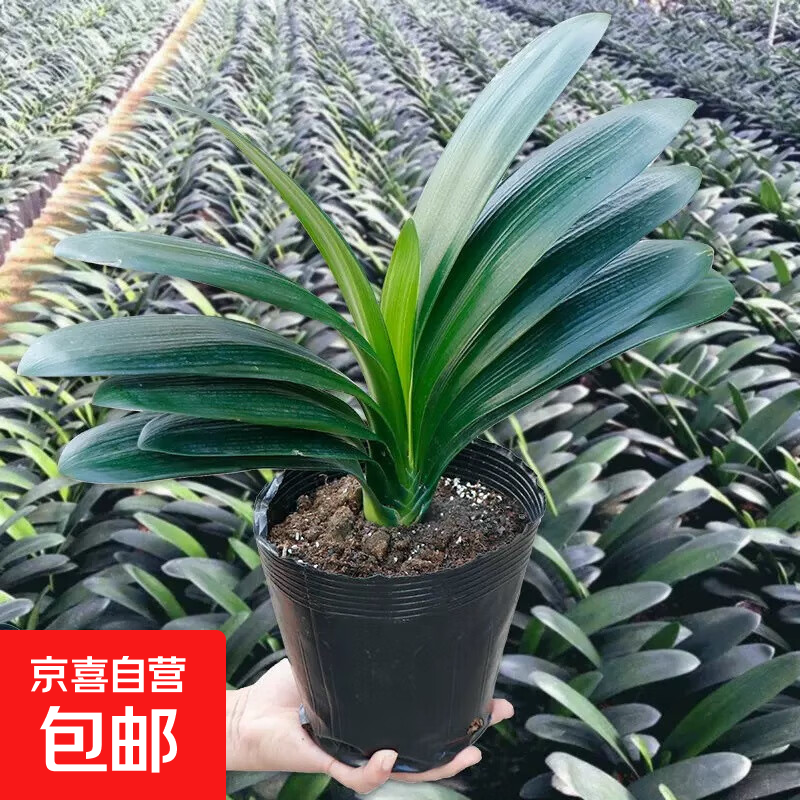 大盆君子兰盆栽名贵国宝级花卉苗绿植物圆头和尚室内客厅四季好养 大苗当年开花】12-14片叶子+带土 送肥料