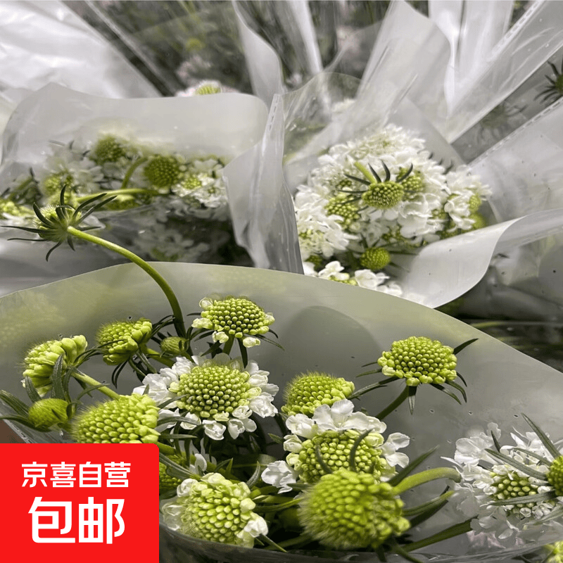 白色松虫草鲜花云南基地直发家用水养插花昆明直批鲜切花京东快递