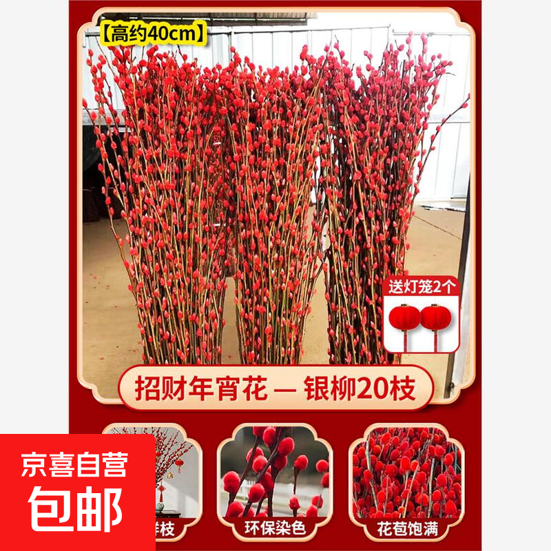 招财银柳真花鲜枝春节年宵花卉可水培植物干花红色银柳客厅装饰 【精品A级】银柳高50厘米30支【新年红】灯笼2个