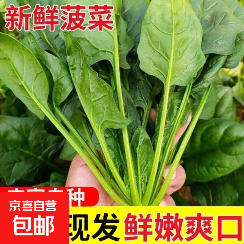 新鲜菠菜小菠菜当季火锅配菜高杆红根青菜真便宜京东包邮 1斤菠菜【含箱】