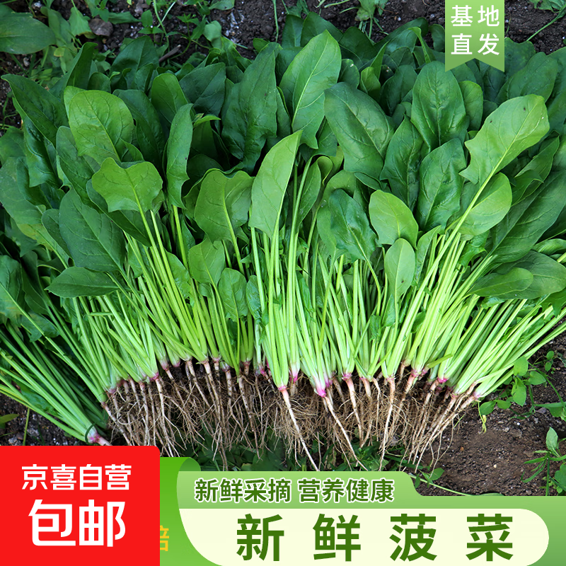 新鲜菠菜小菠菜当季火锅配菜高杆红根青菜真便宜京东包邮 河南菠菜5斤净重