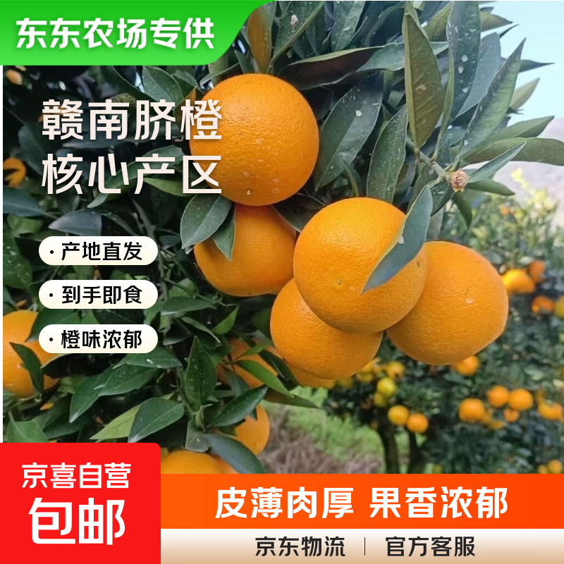 【东东农场专供】正宗赣南早橙手剥橙当季水果新鲜现摘果冻橙 带箱1斤装60-69mm