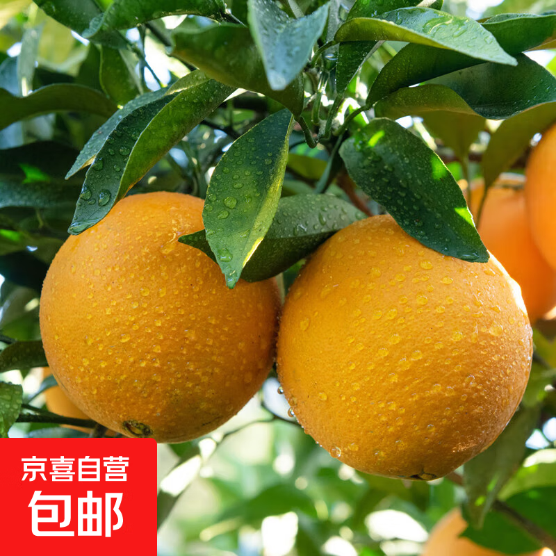 江西瑞金赣南早脐橙当季时令水果产地直发新鲜现摘橙子香甜多汁 【带箱1斤】60-75mm