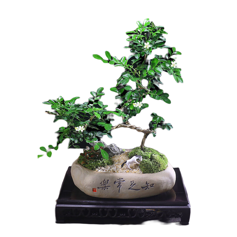 ��ޱСҶƮ֦������������ʽ�辰���ڰ칫���鷿ֲ���ļ�����װ�ΰڼ� �������辰+֪�㳣����+������ �����Ժ� 56.8Ԫ