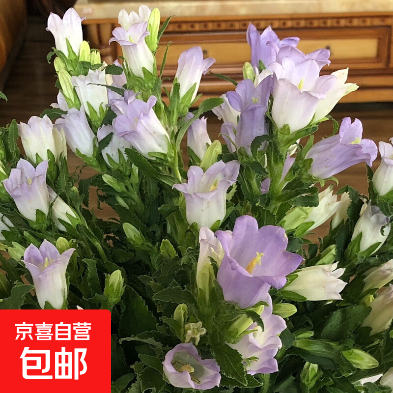 云南基地直发玫瑰鲜花全国速递配女友生日礼物家用水养插京东快递 随机色风铃1扎