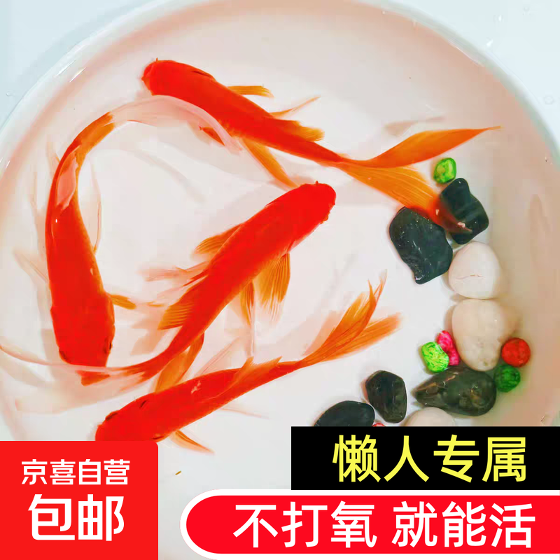 8.5元红草金鱼20条 - 线报酷