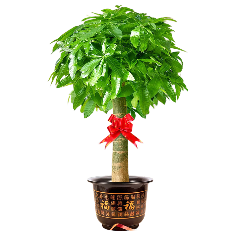 ֲ��ֲŮ �������������� �����в��� ����������ֲ �칫�ҿ�ҵ���� Դͷֱ�� 62.33Ԫ/������187Ԫ��