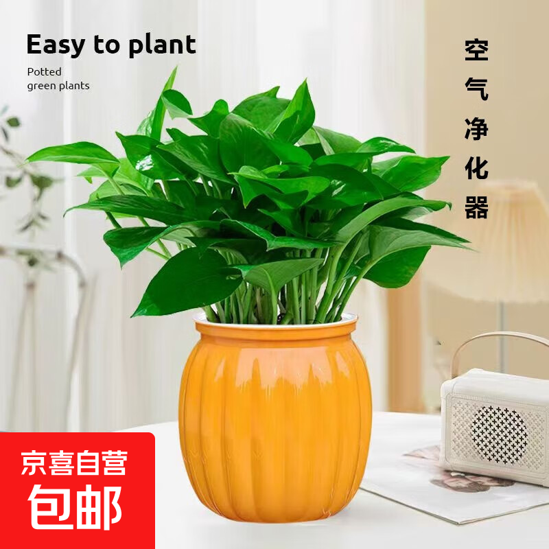 特价绿萝盆栽室内客厅办公室吸甲醛净化空气水培植物绿植花卉好养 【1盆】绿萝+橙色南瓜盆自吸水 整体含盆高度20-25cm