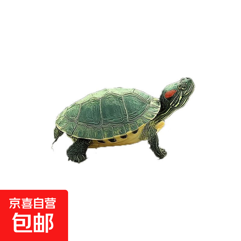 CHONG YIMO ������ 3-4cm ǳ�� ������1ֻ �͹��� 1.79Ԫ