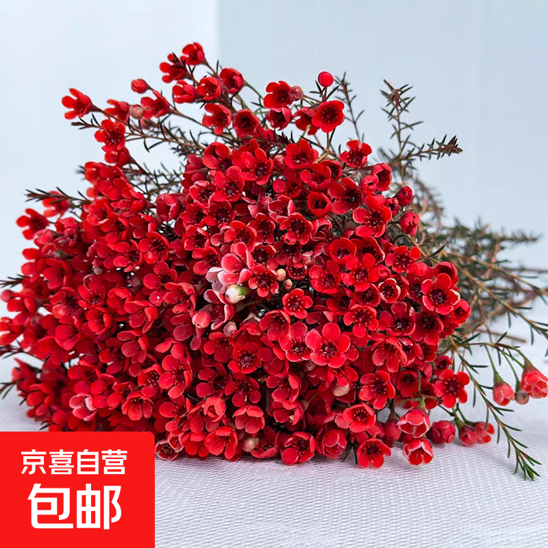 腊梅鲜花澳洲腊梅年宵鲜花云南鲜花产地直发—京东快递A 红色 1束（100g）长60-70cm送随机花瓶1个