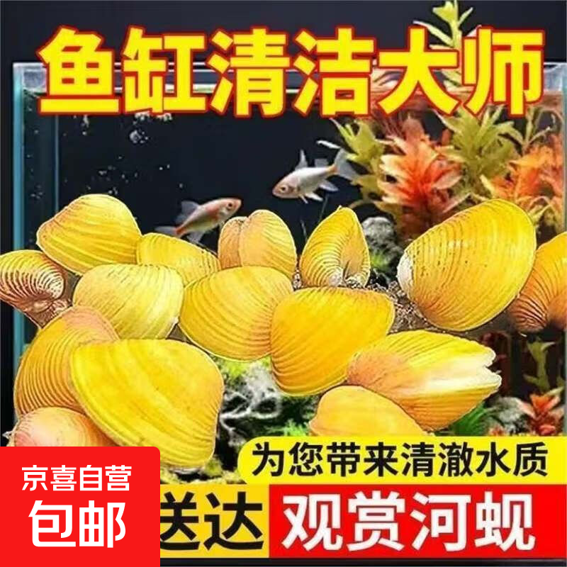 专吃鱼龟粪便黄金蚬除藻过滤净化水质观赏鱼宠物小河蚌溪蚬 黄金蚬3颗