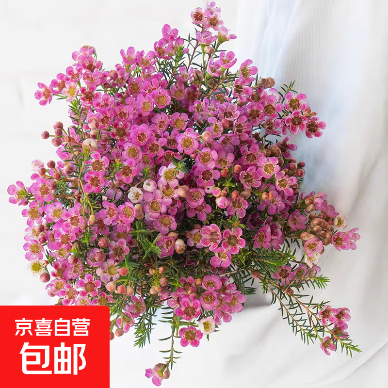 腊梅鲜花澳洲腊梅年宵鲜花云南鲜花产地直发—京东快递B 粉红色 3束（300g）长60-70cm送随机花瓶2个