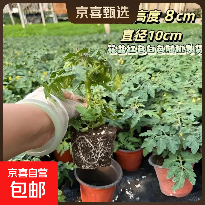 寿光超甜红黄黑矮生盆栽小樱桃番茄盆栽秧苗带土球阳台四季西红柿 矮生红番茄盆栽1盆+1包肥