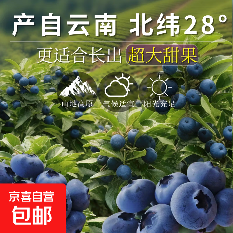 云南花香蓝莓鲜果高山新鲜水果特大果多仓发货京东冷链90-115g/盒 小份2盒装（90g-115g/盒） 大果15mm