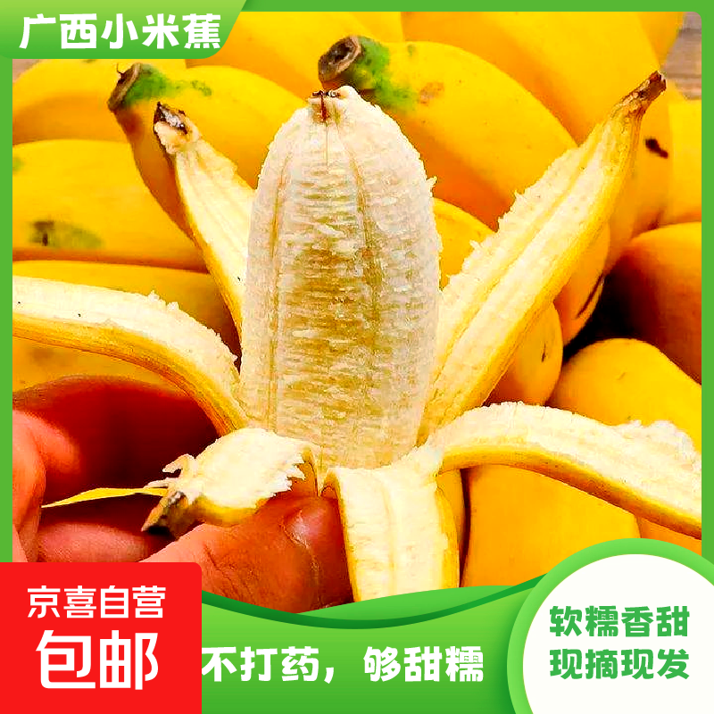 京喜加广西小米蕉自然熟新鲜水果现摘香蕉芭蕉苹果蕉当季香甜粉糯现摘 带箱1斤
