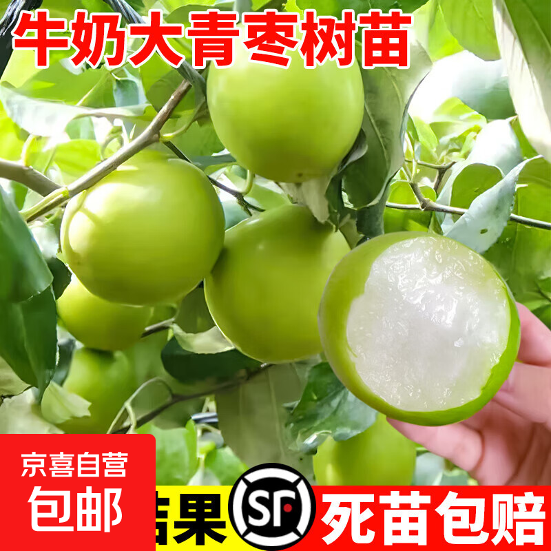 ��������̨�������������ţ������˿��޽�����������統���� �������**��֦���һ�ҳԲ��� 81cm(��)-110cm(��)