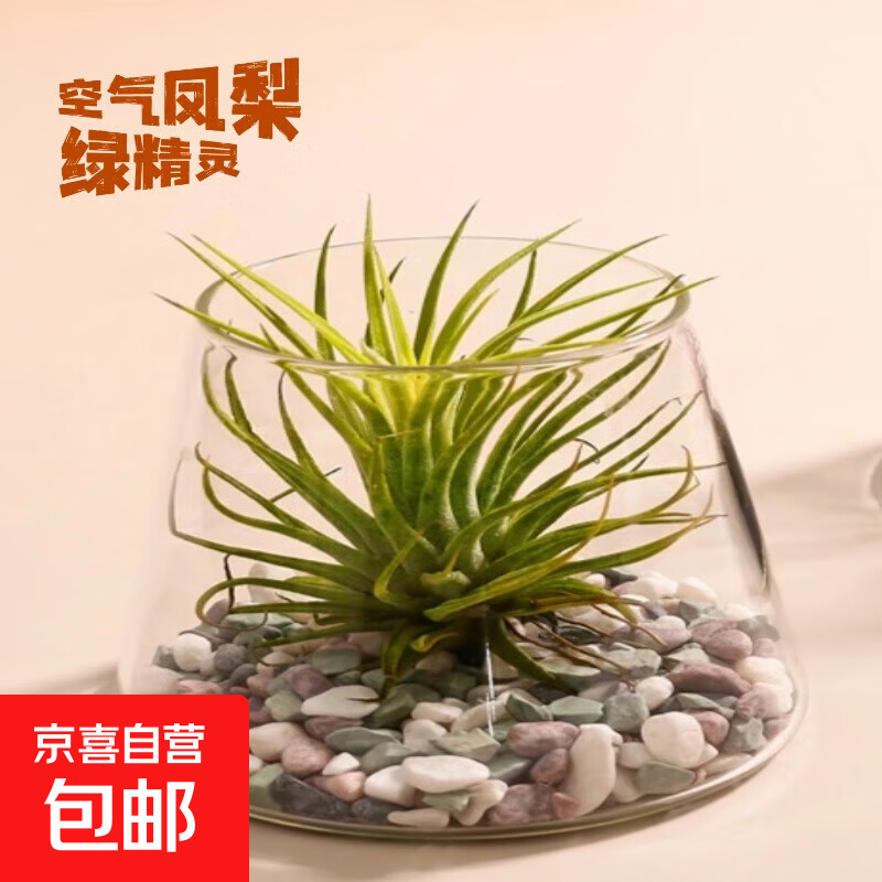空气凤梨办公室桌面绿植室内小盆栽好养活四季懒人花卉无土微景观 绿